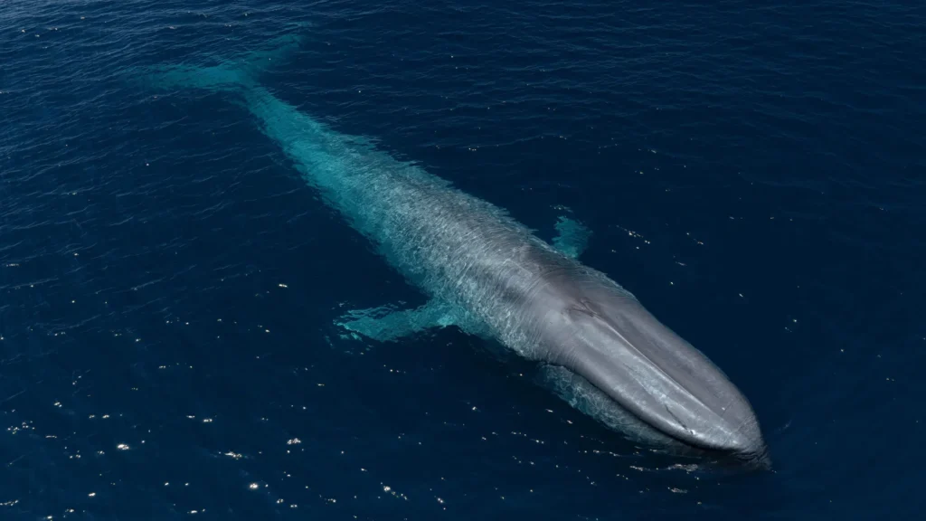 Ocr l blues 0808 05 4076db 1