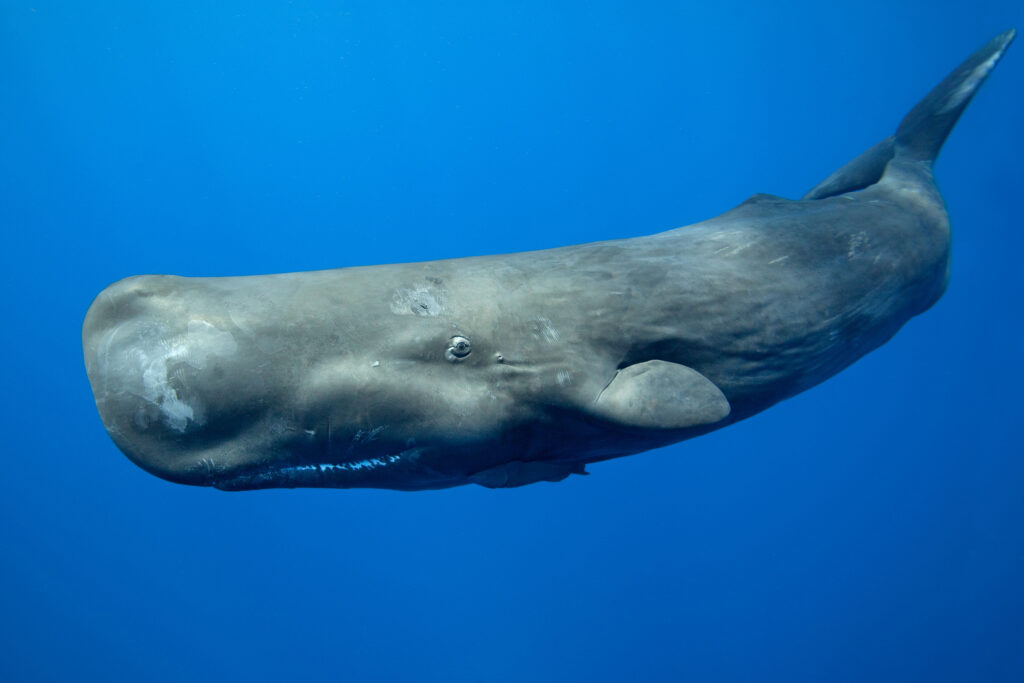 Sperm whale