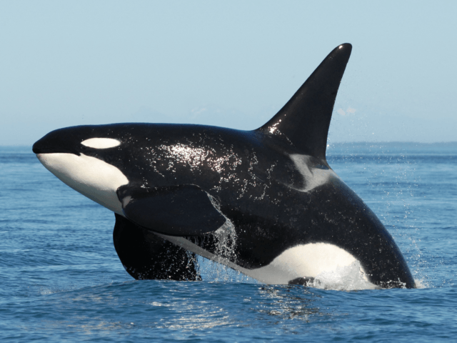 Salish sea orca l pod 640x480